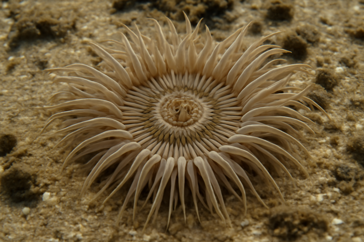 Sand Anemones