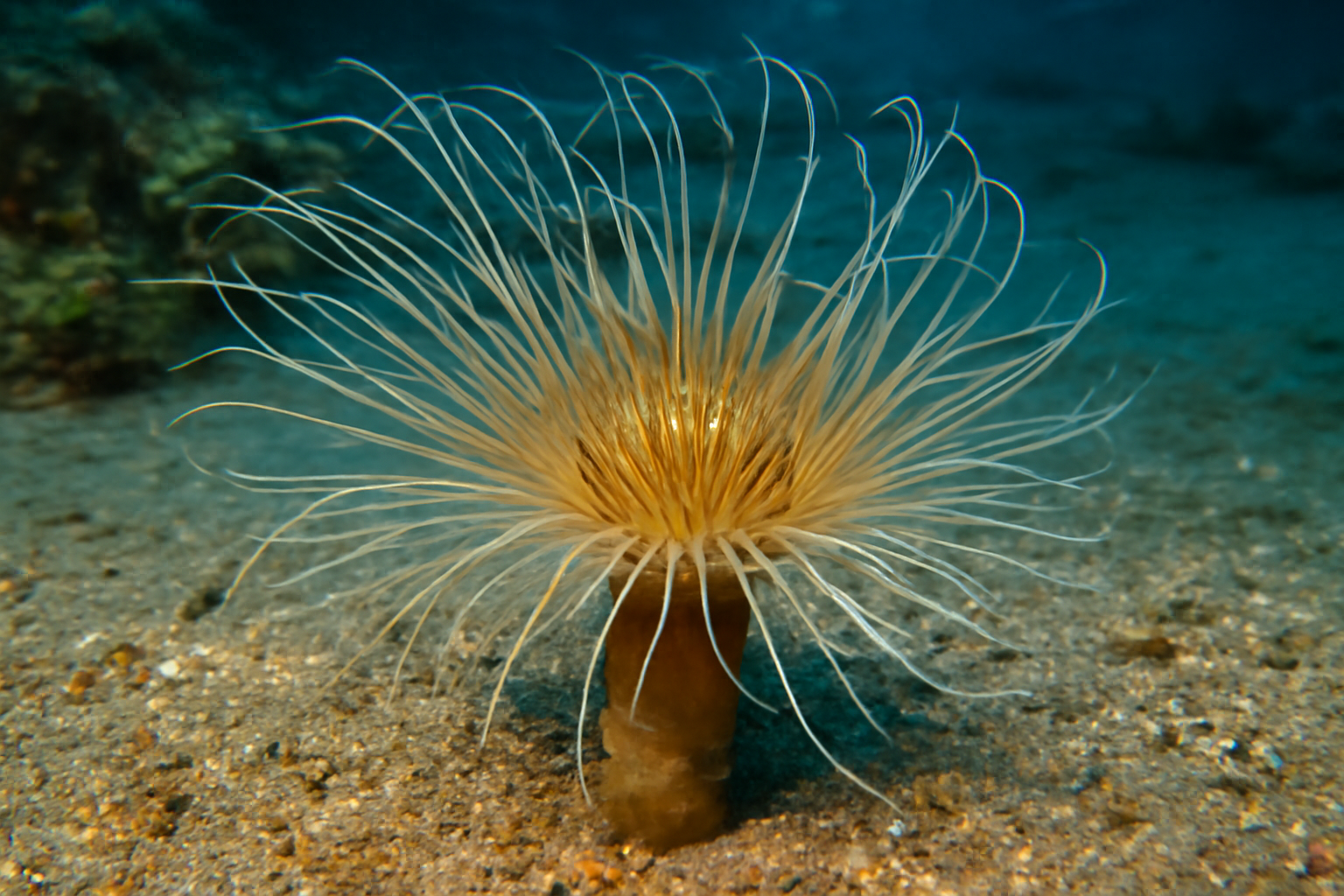 Tube Anemones