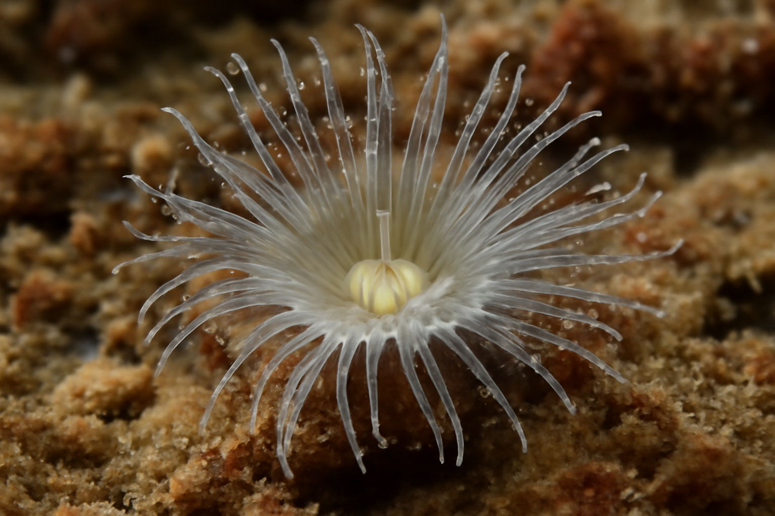 Glass Anemones