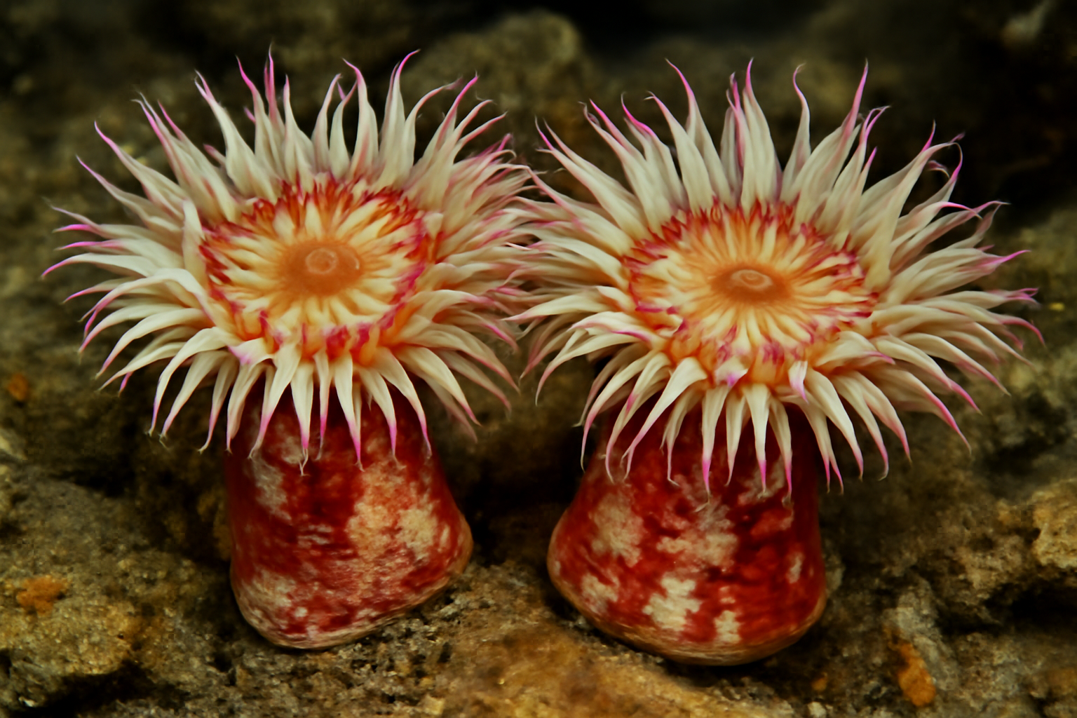 Painted Anemones