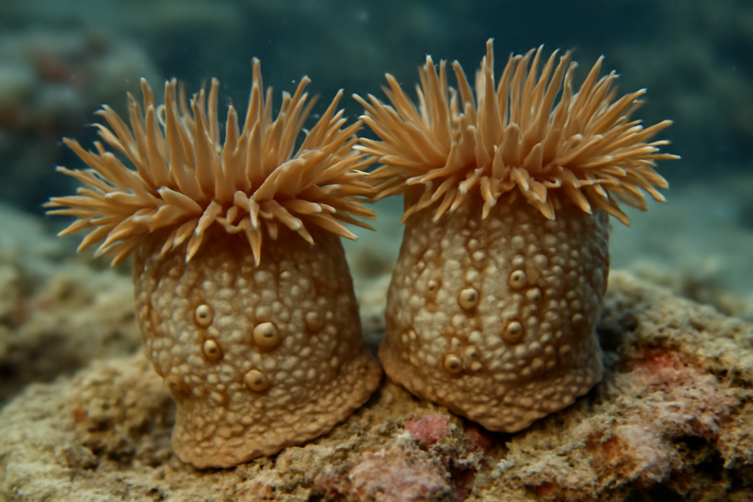Wart Anemones
