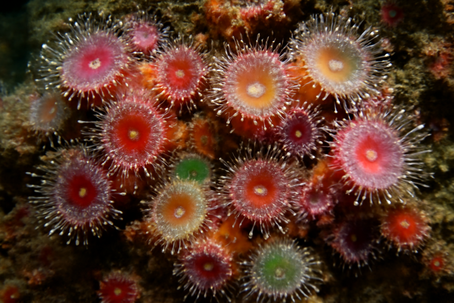 Jewel Anemones