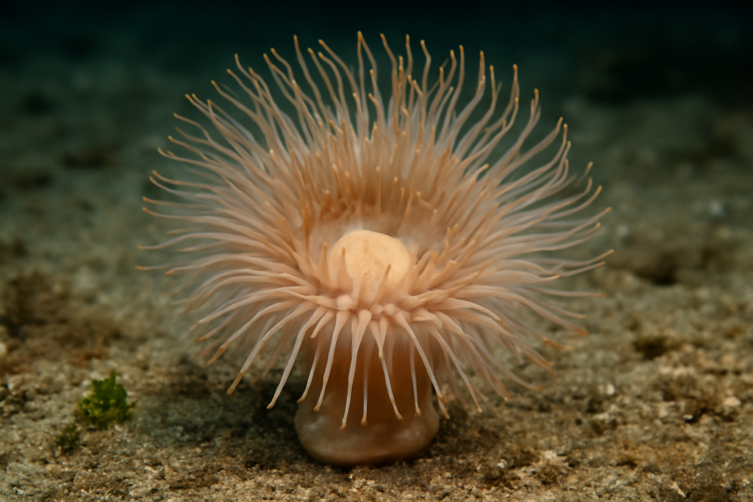 Swimming Anemones
