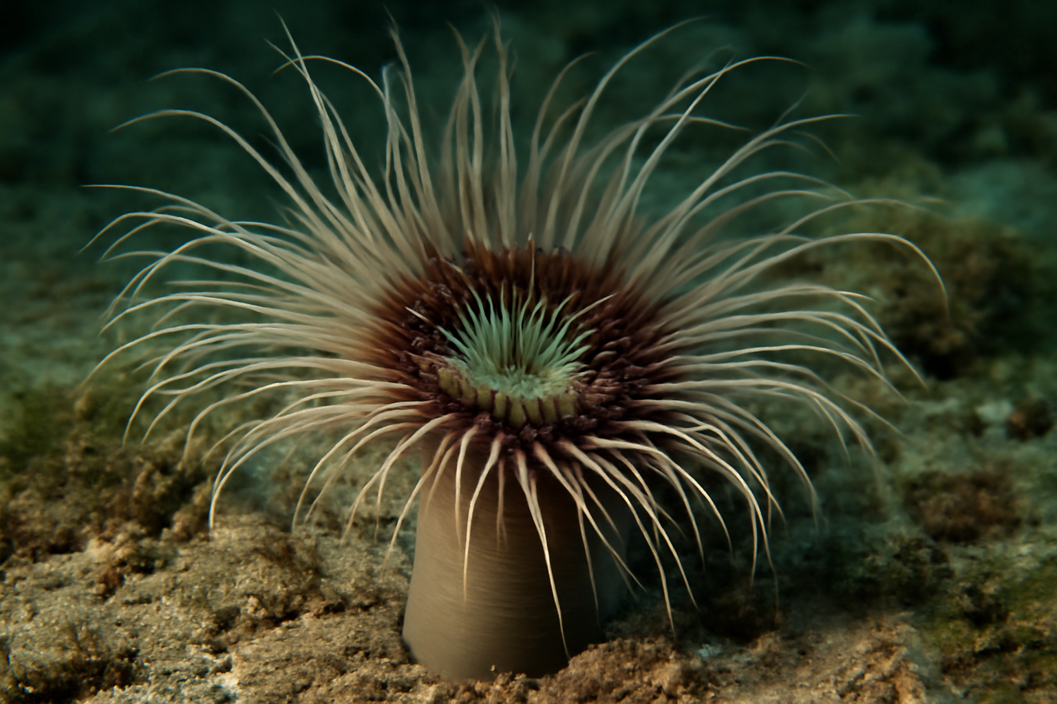 Ceriantheomorphe
