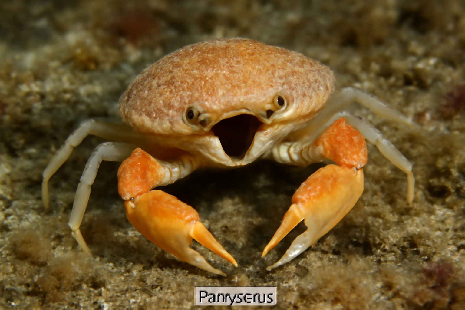 Parovactis