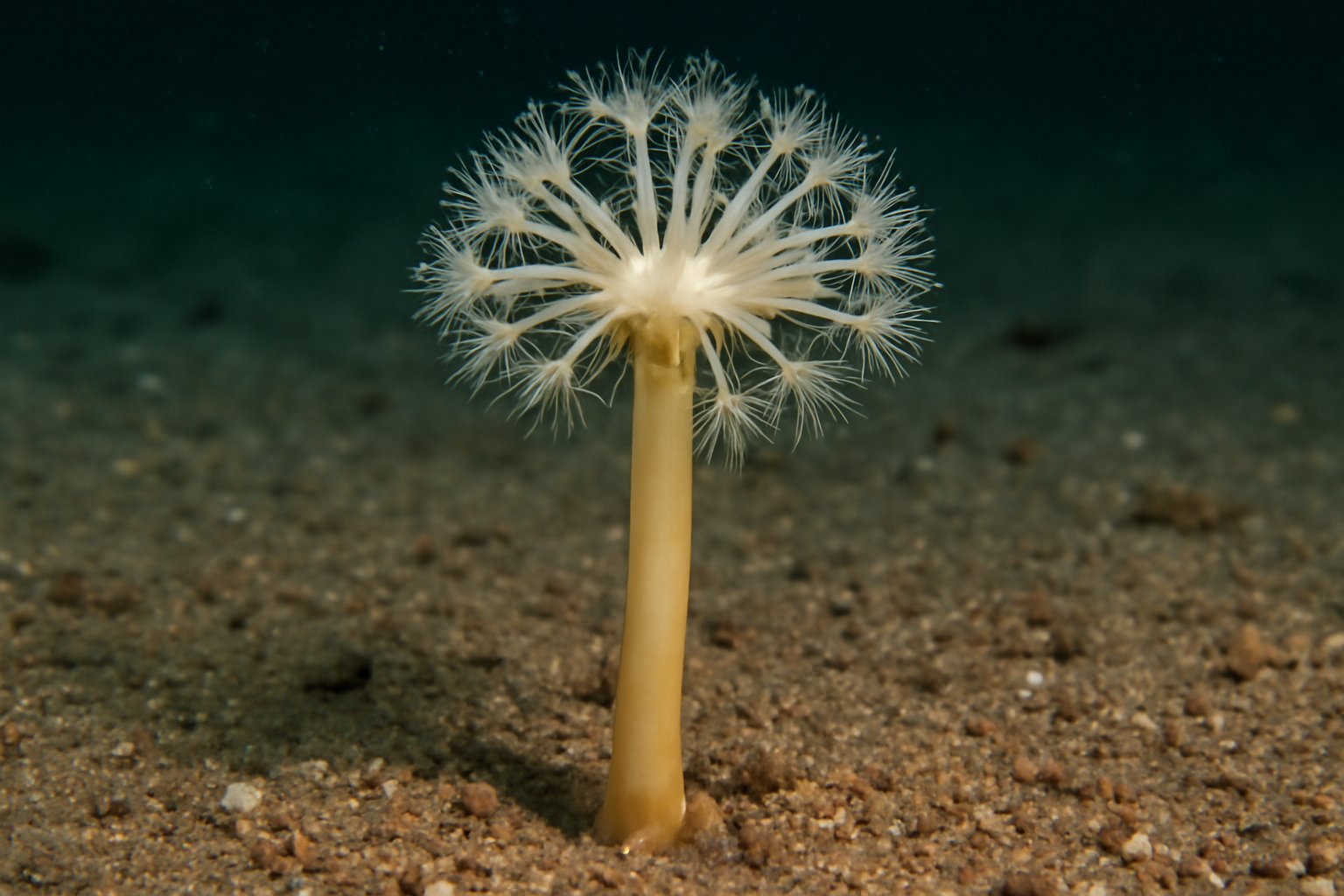 Solenactis