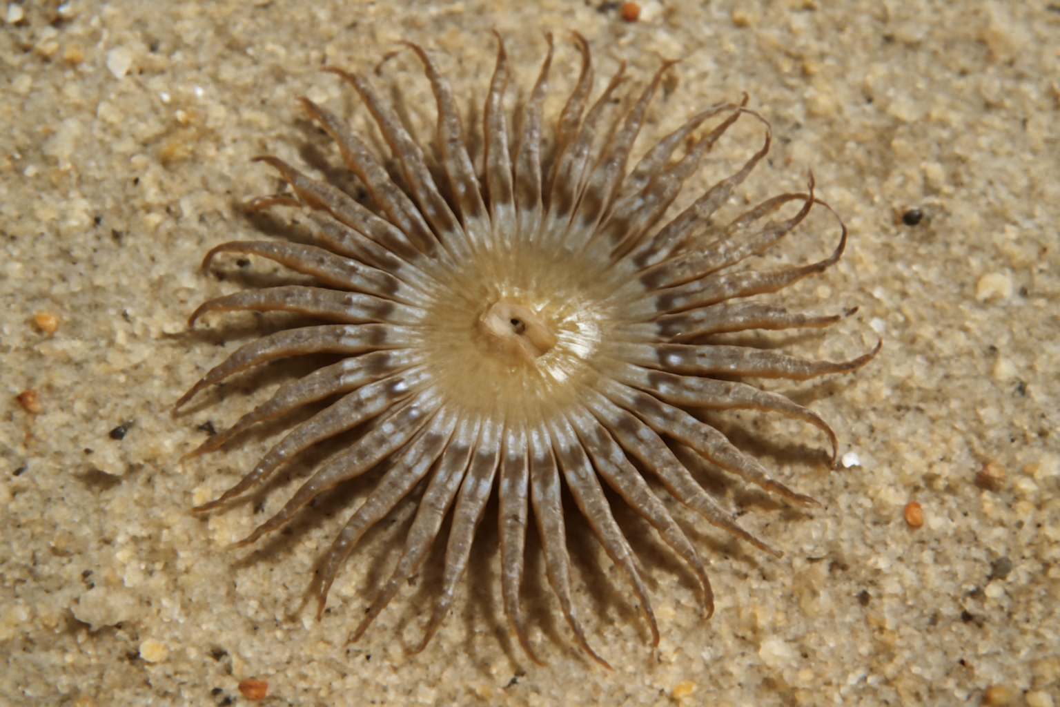 Sand Anemone