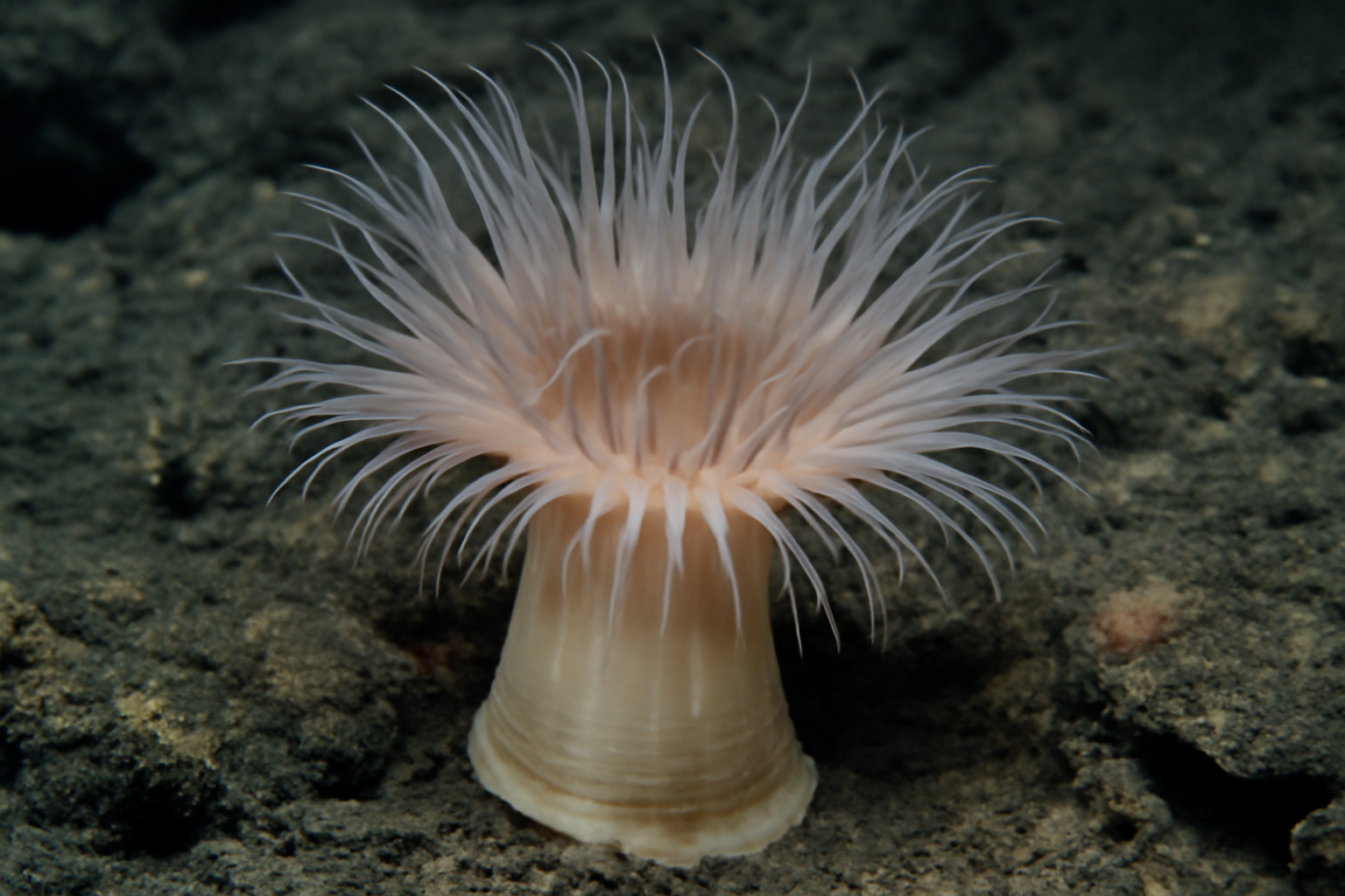 Deep Sea Anemone
