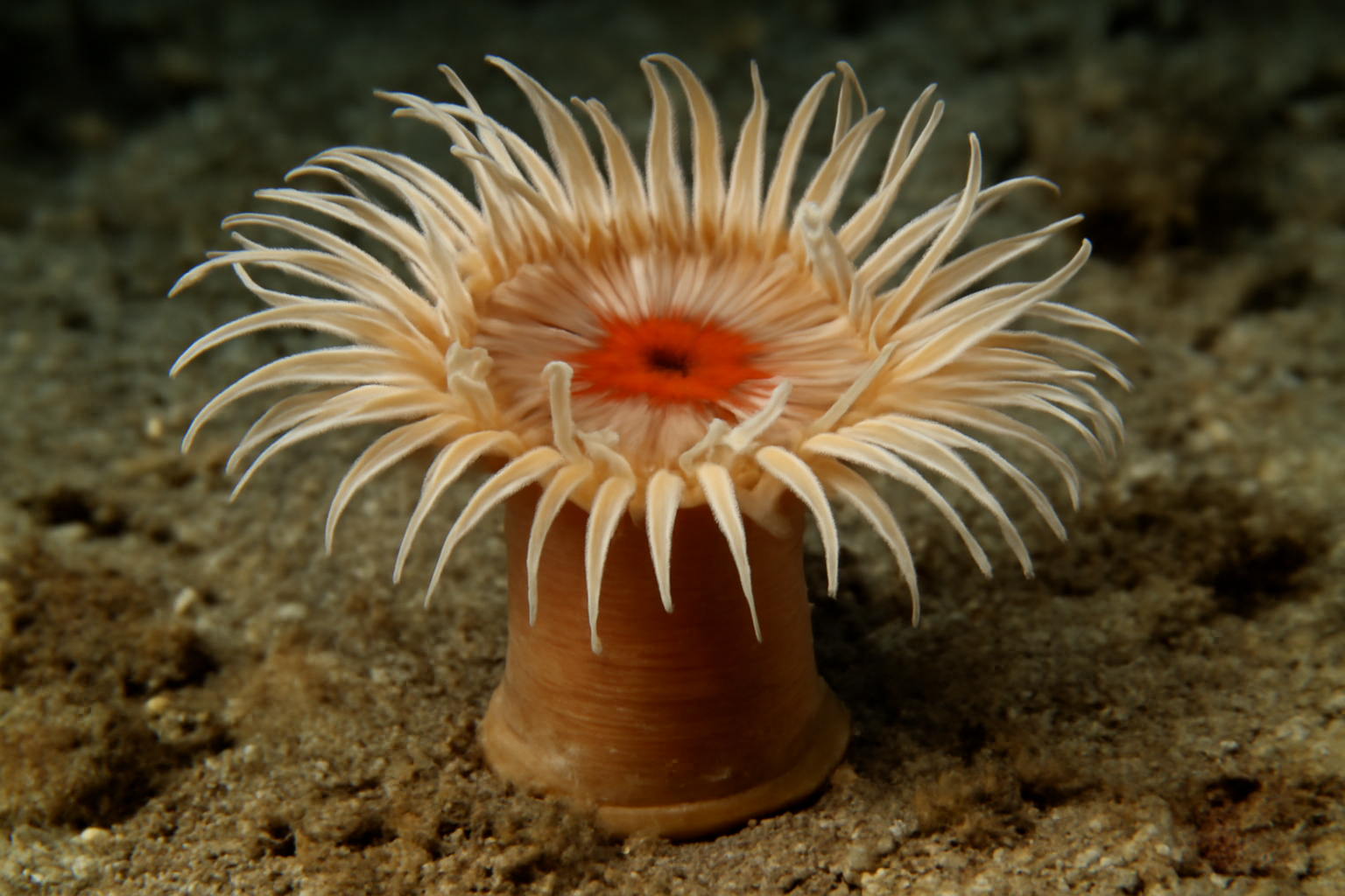 Swimming Anemone