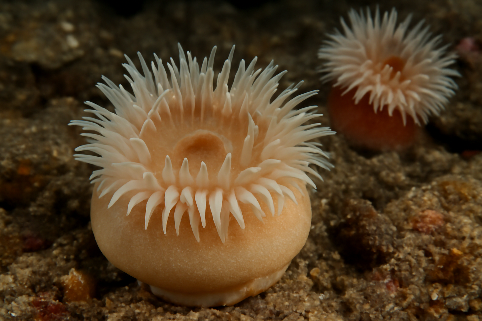 Cold-water Cushion Anemones