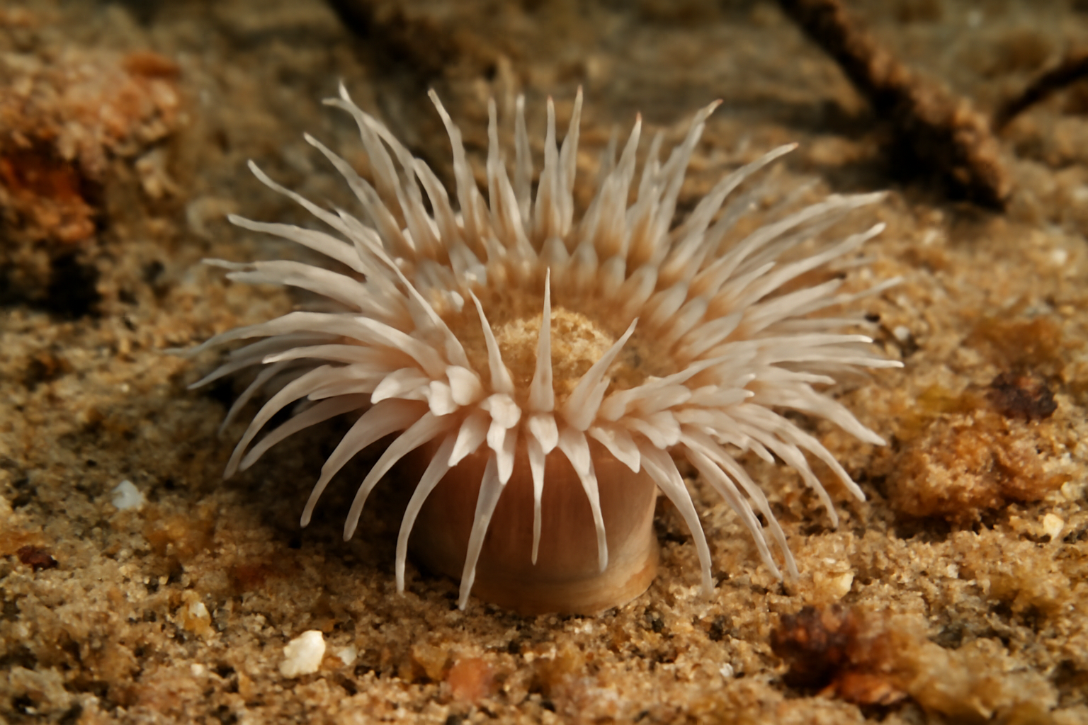 Sagartia