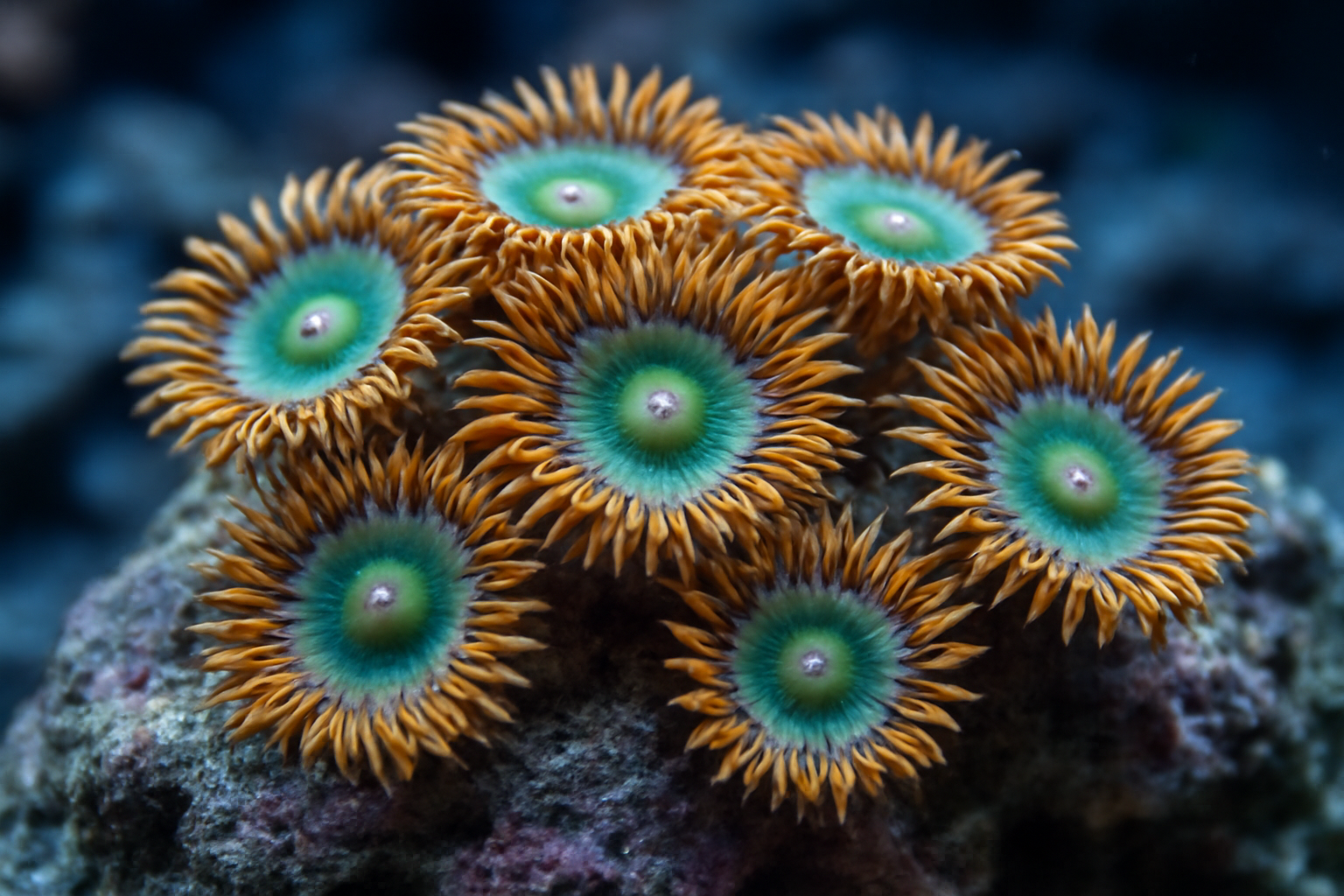 Zoanthus