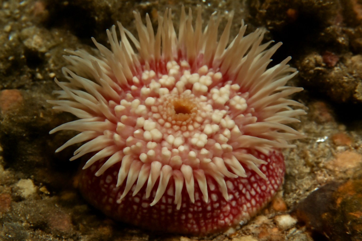 Warty Anemones