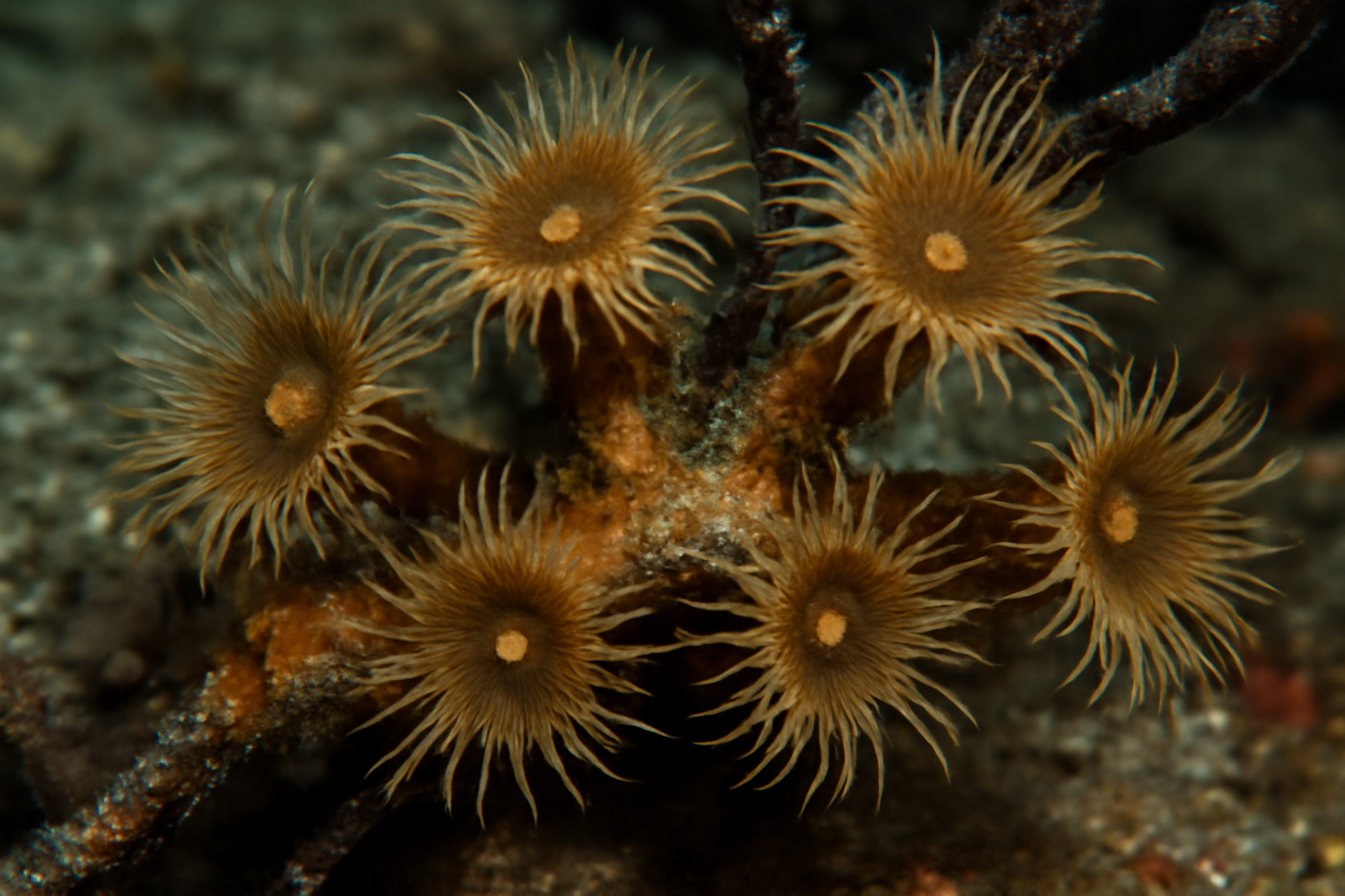Antipathozoanthus