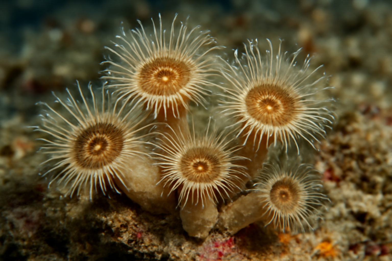 Epizoanthus
