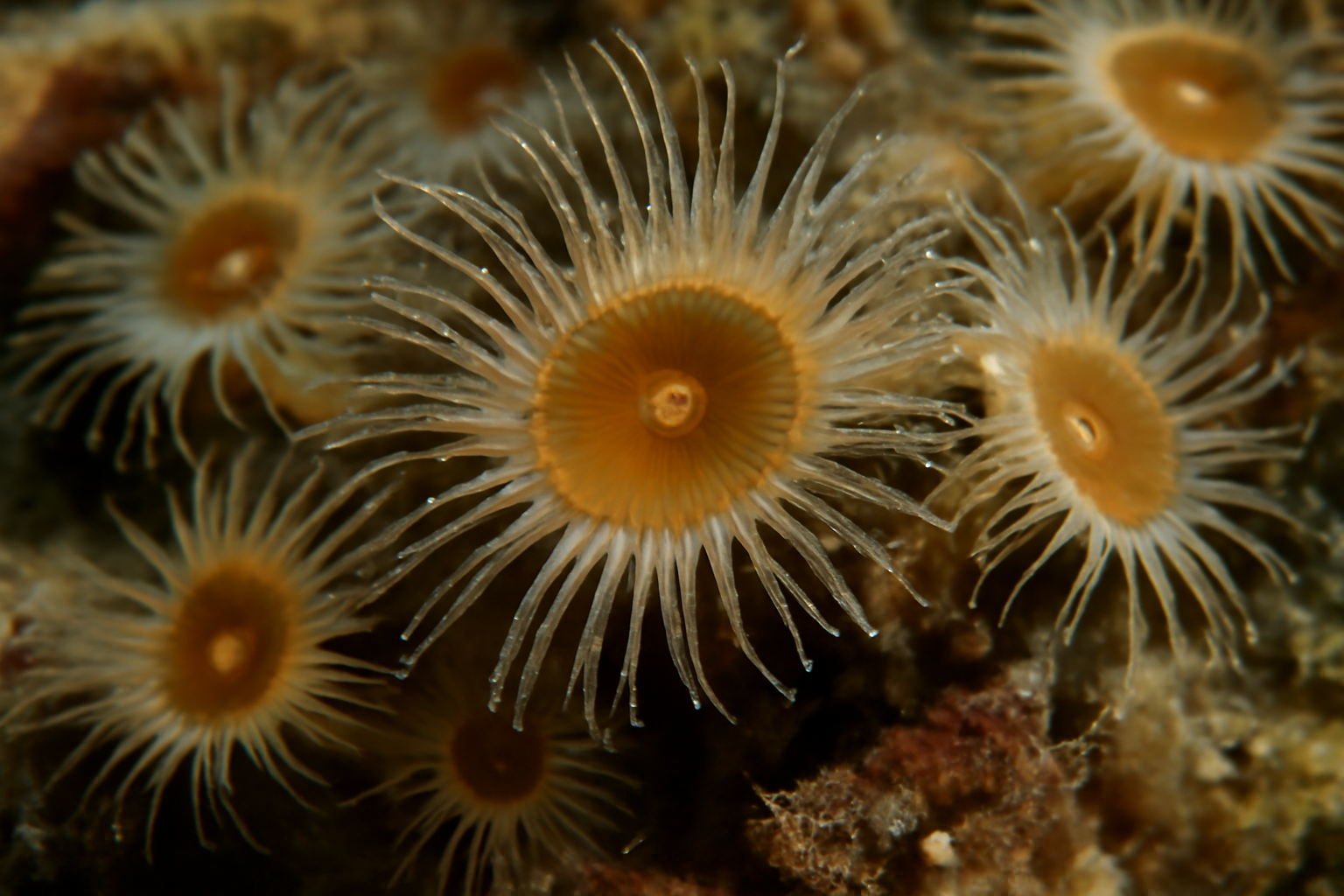 Isozoanthus