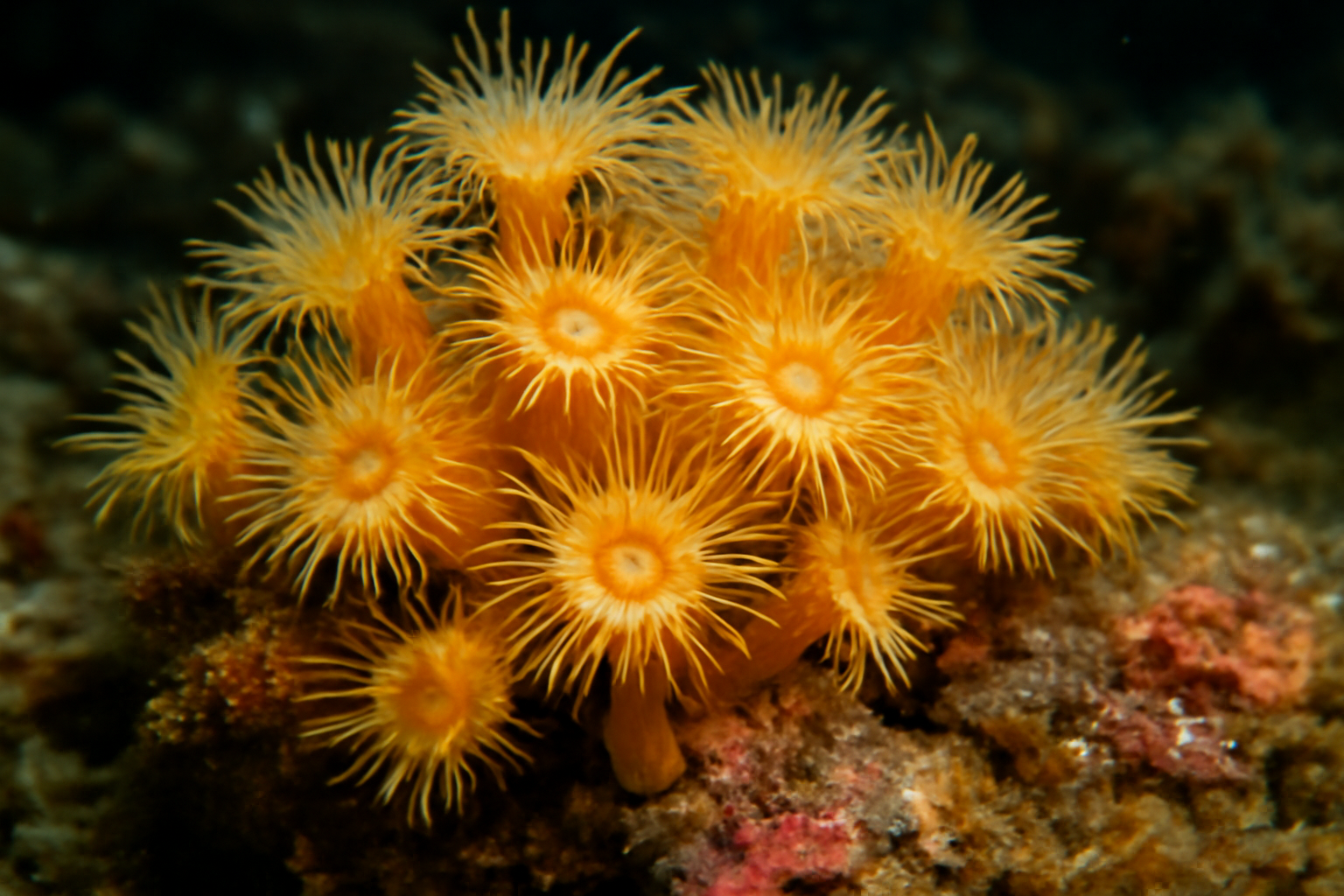 Parazoanthus