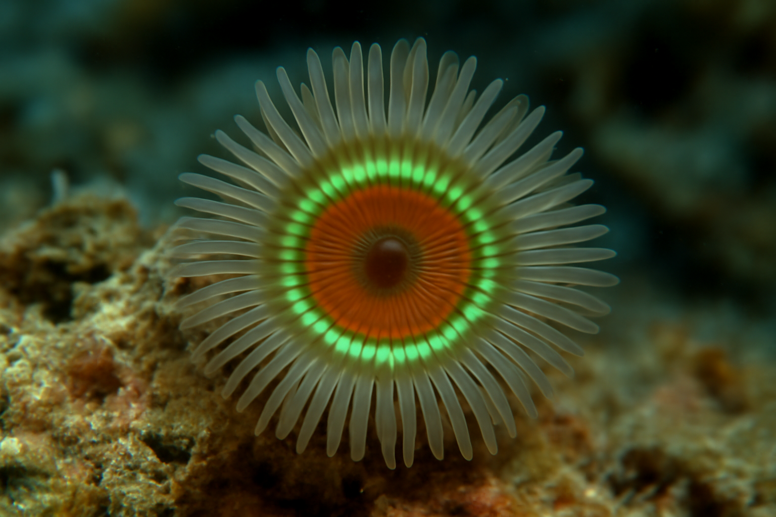 Cyclozoanthus