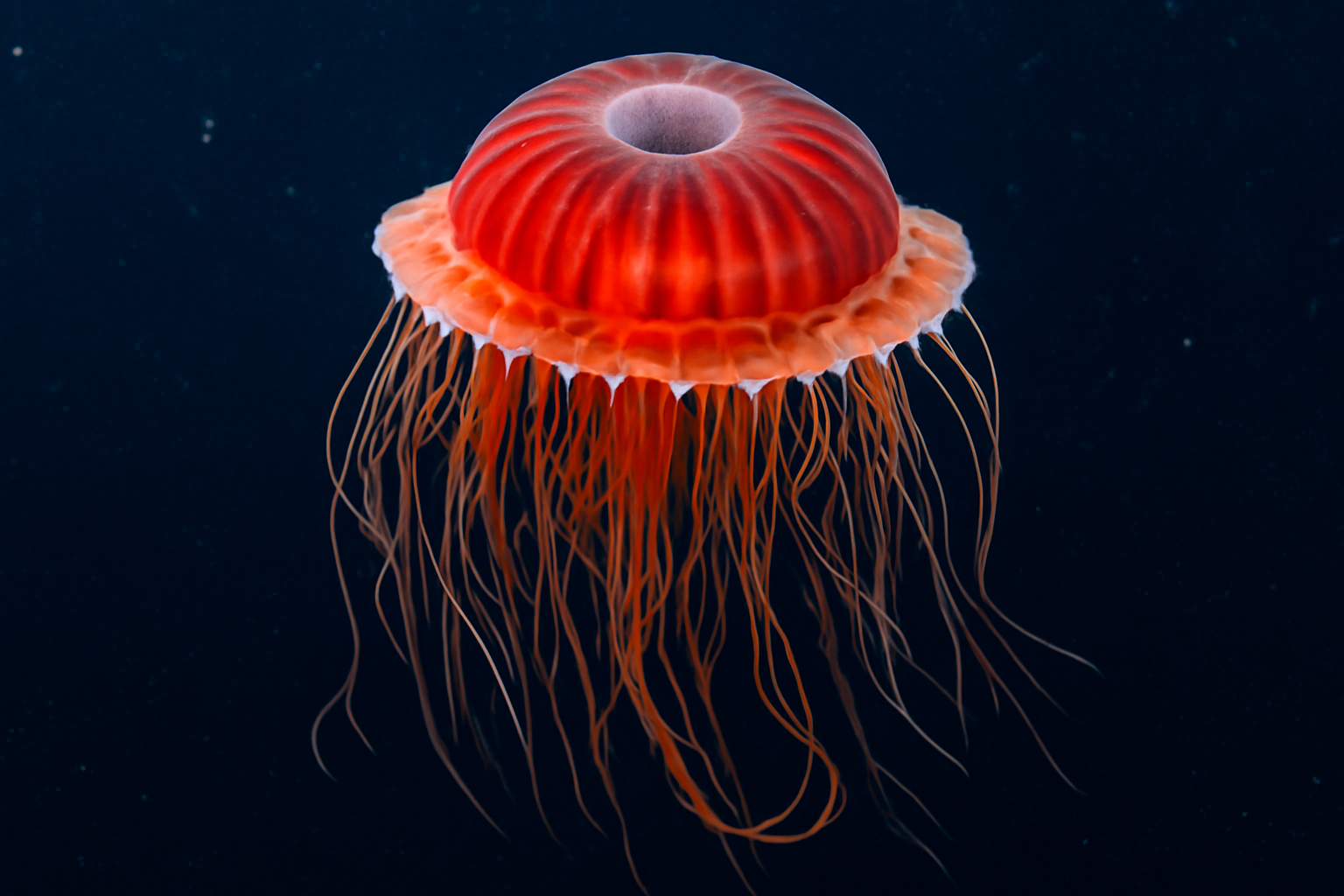 Atolla