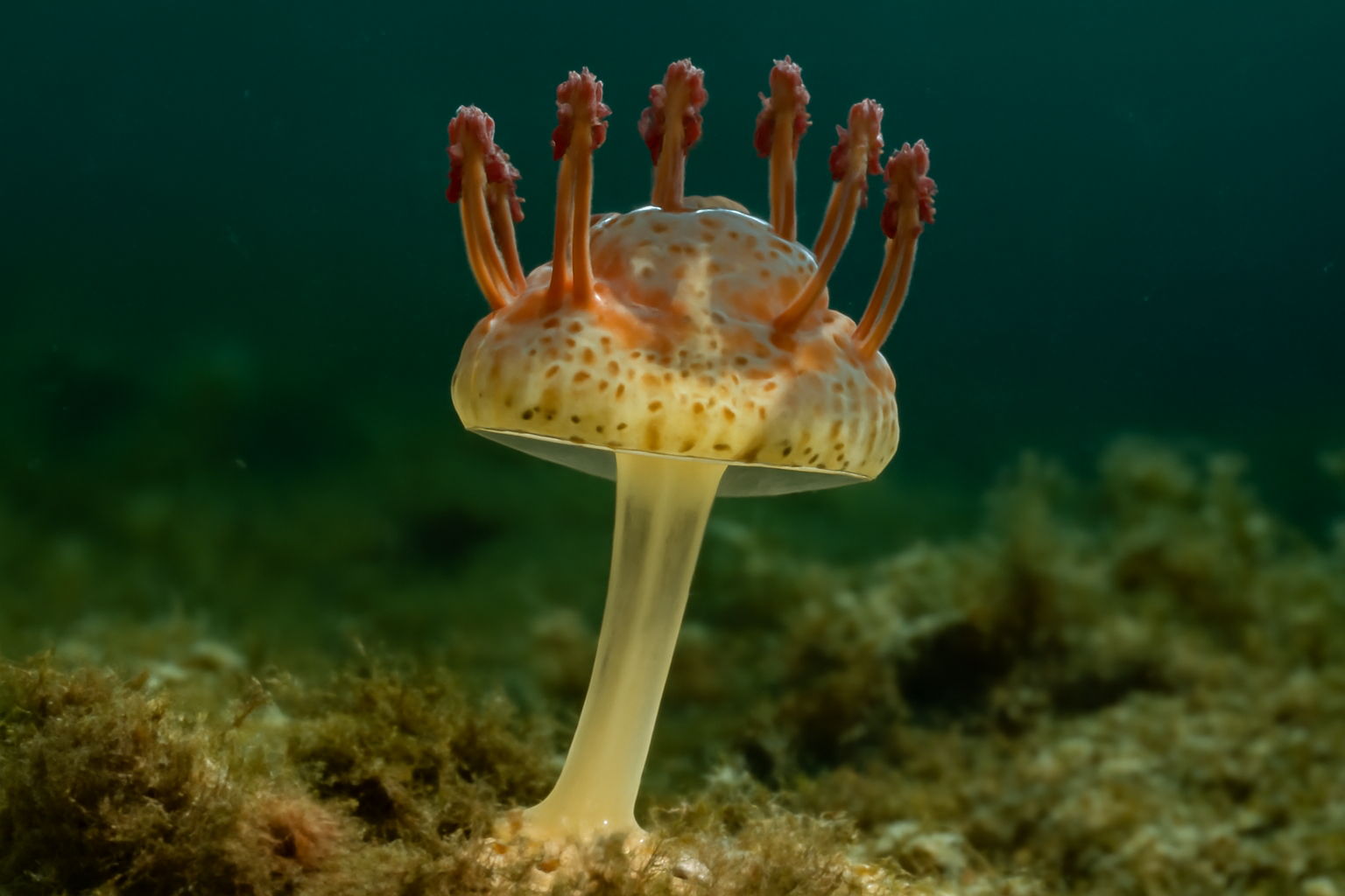 Arctic Stalked Jellyfish