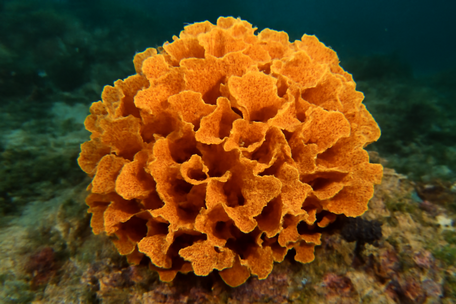 Pentapora