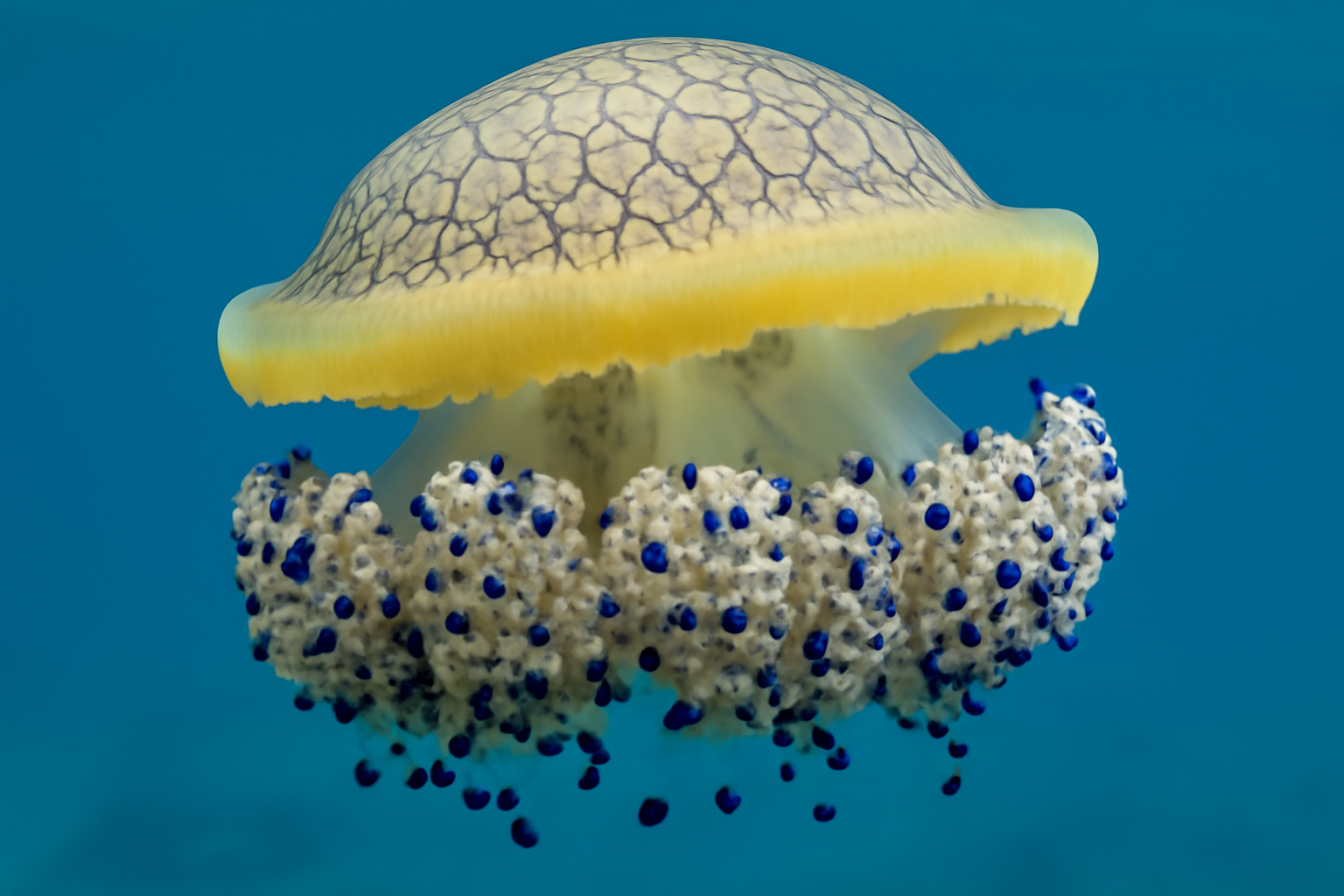 Mosaic Jellyfish