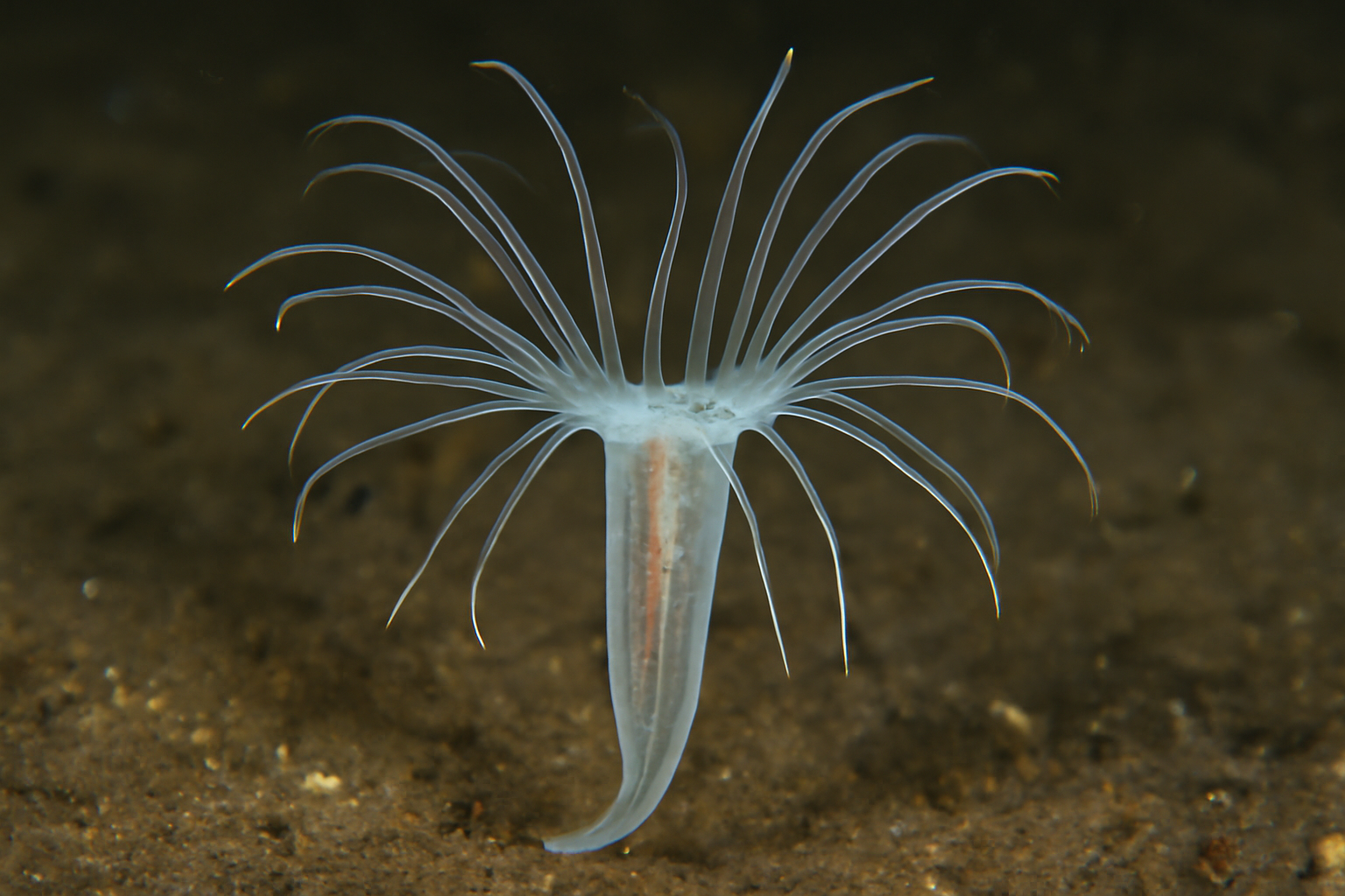 Arachnactis
