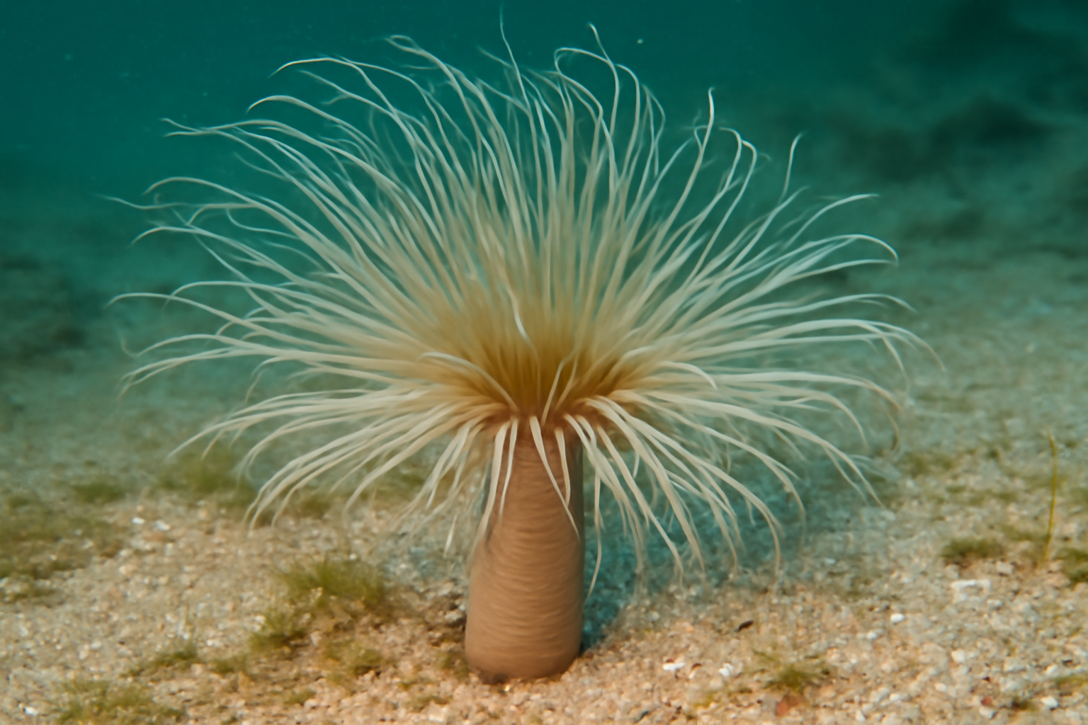 Pachycerianthus