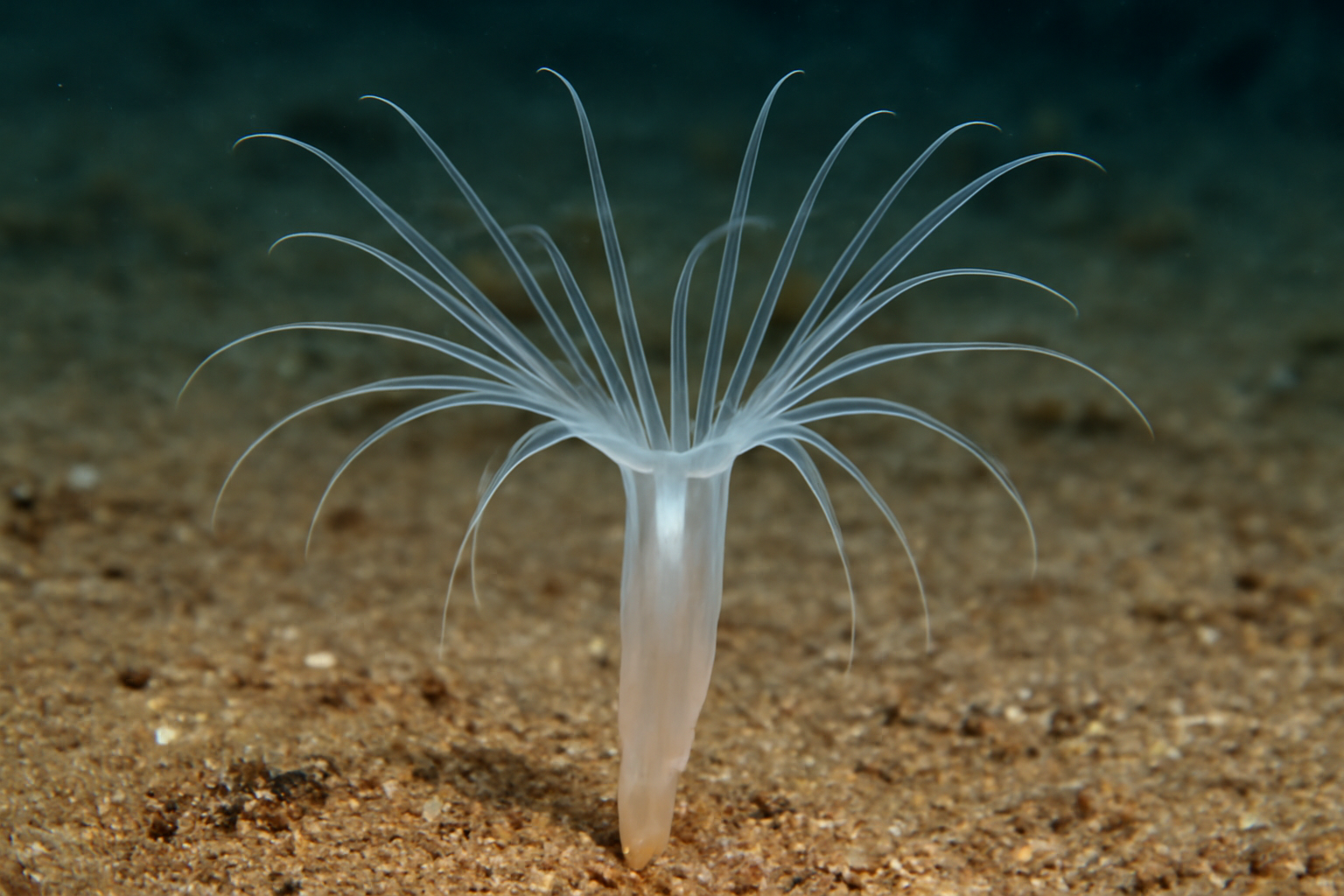 Arachnactis