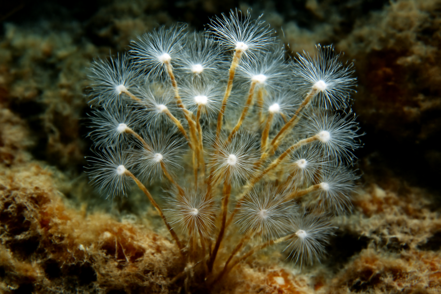 Tufted Hydroids