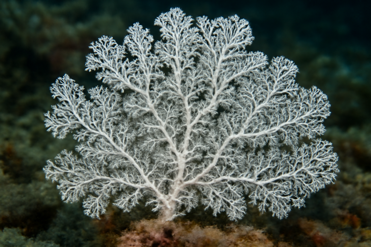 Lace Corals