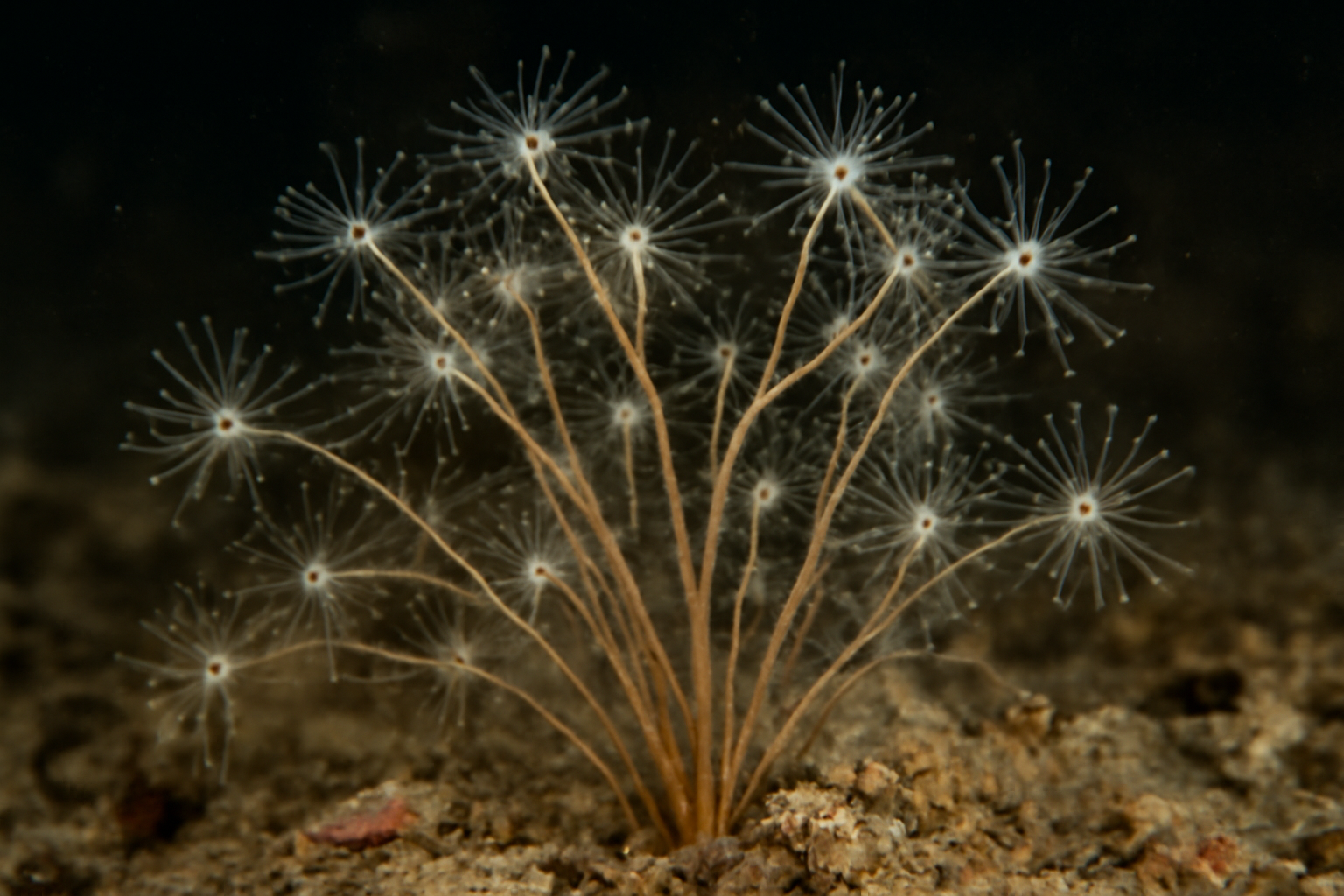 Thread-Branch Hydroids