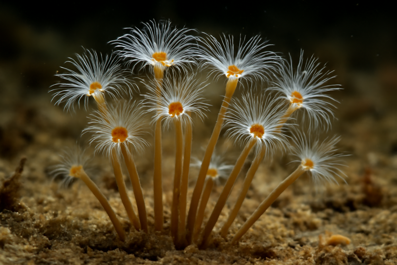 Pipe Hydroids