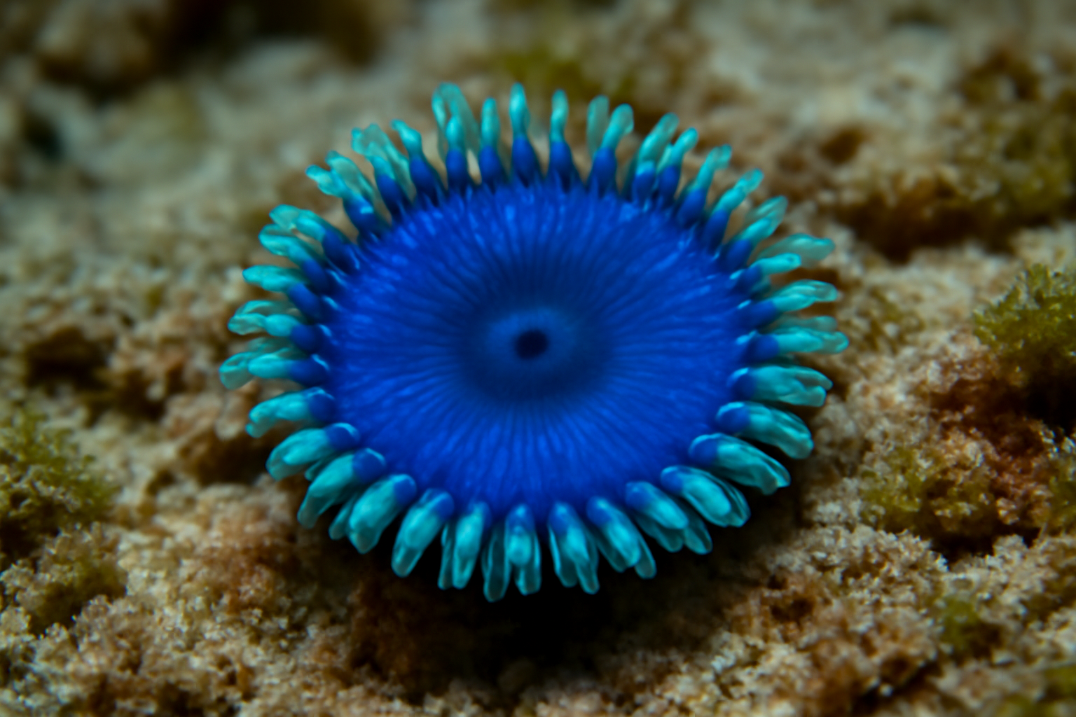 Sapphire Button