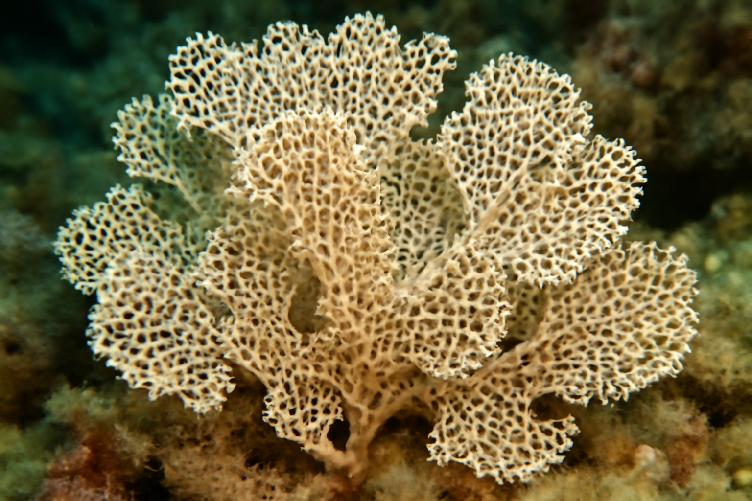 Lace Corals