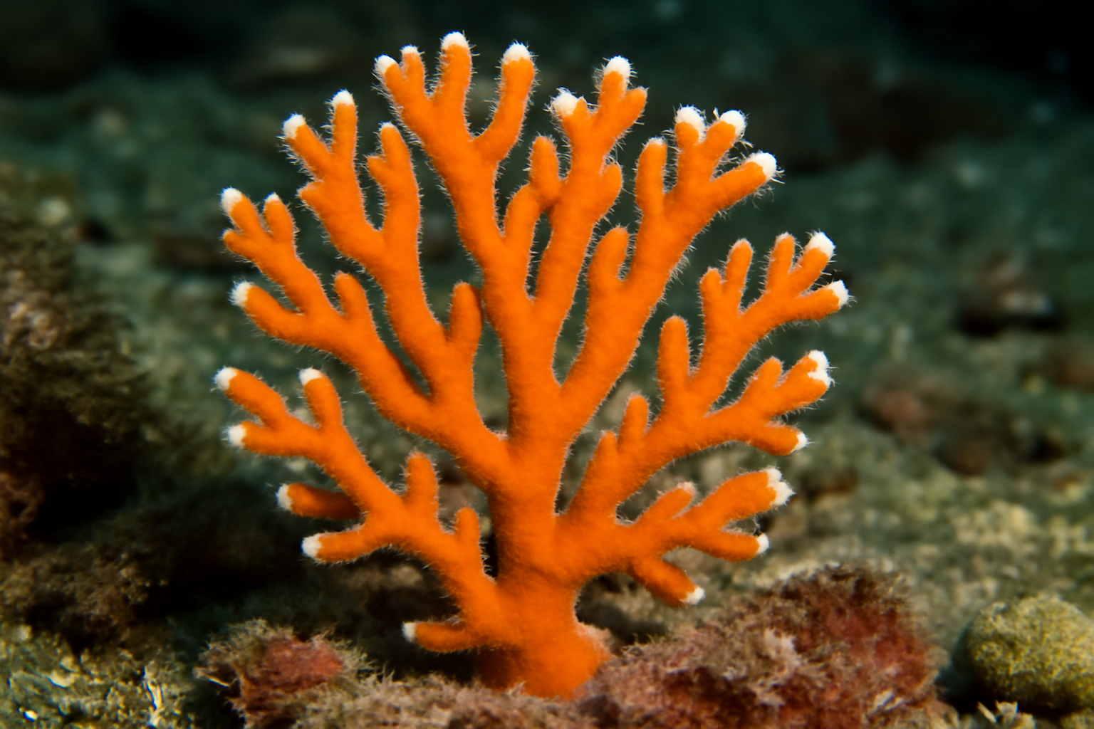 Distichopora