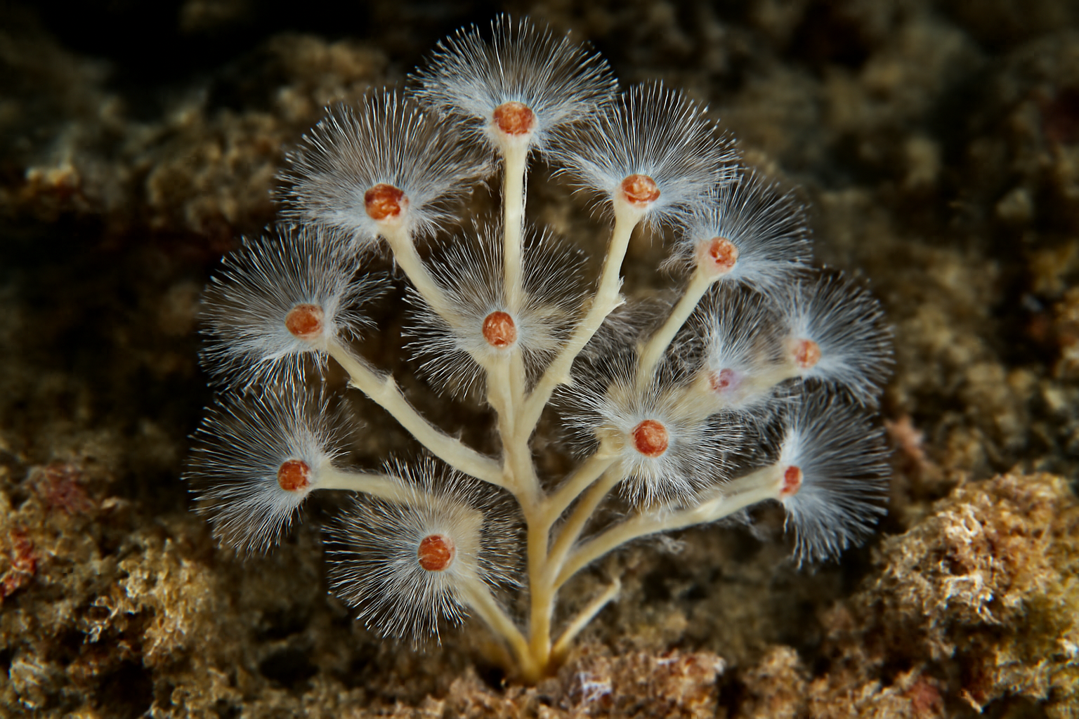 Crypthelia