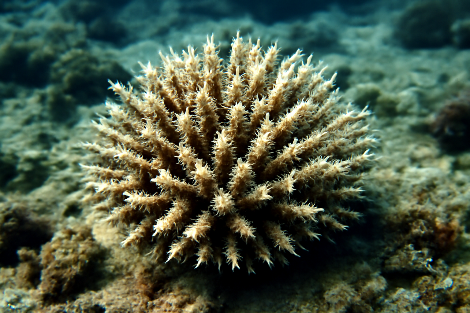 Spinipora