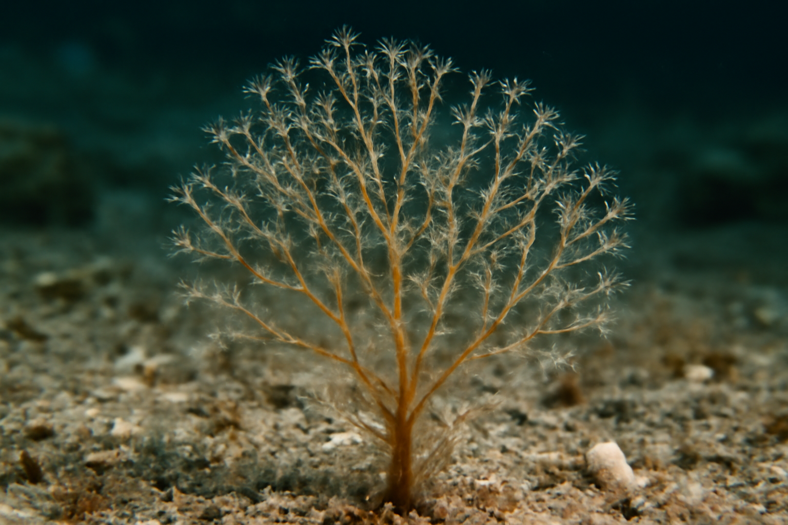Halecium
