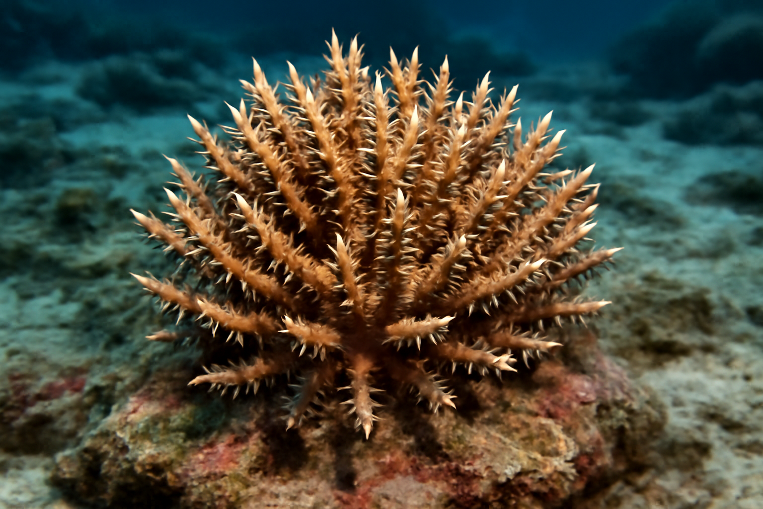 Thorn Coral