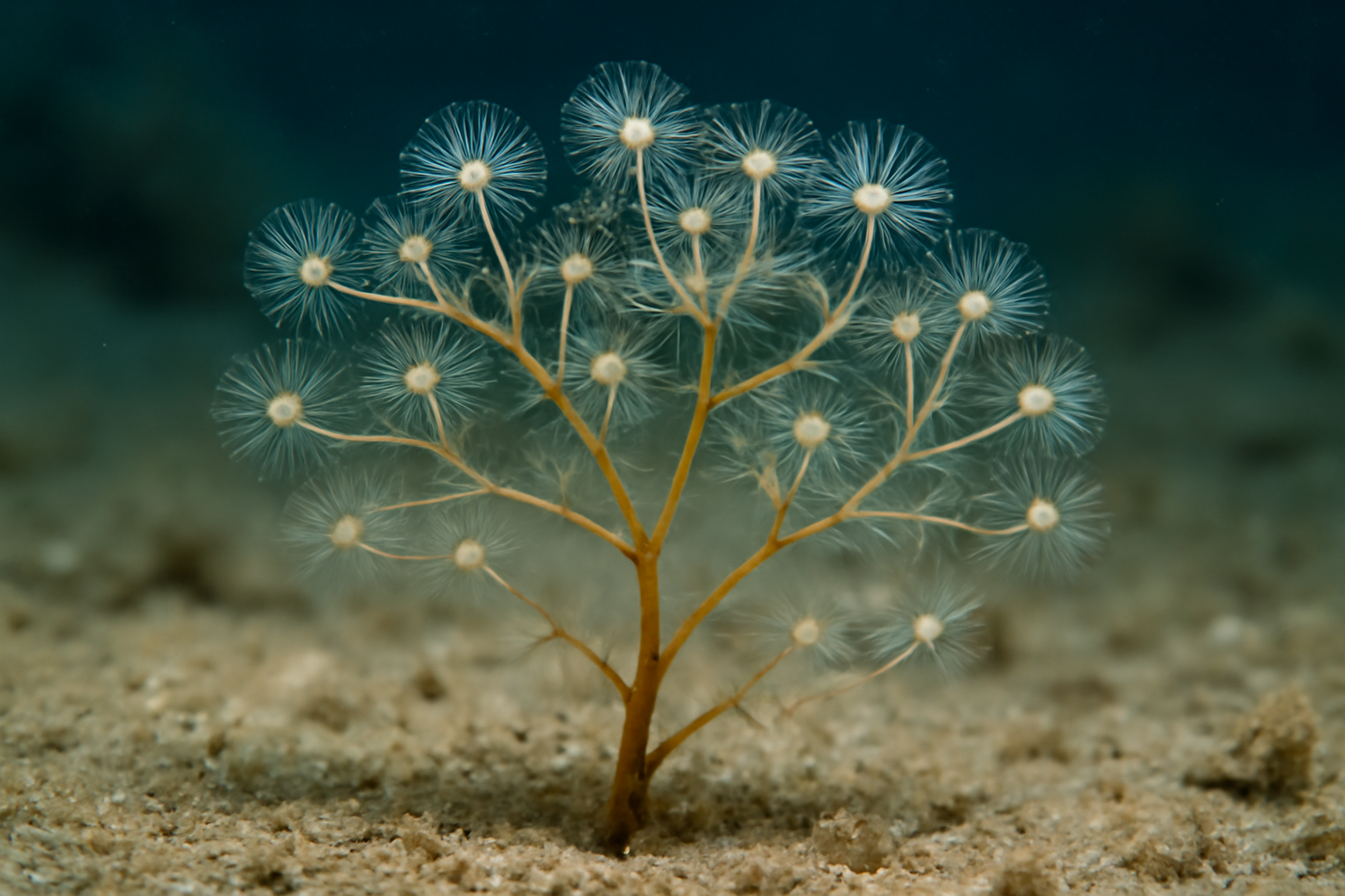 Gymnangium