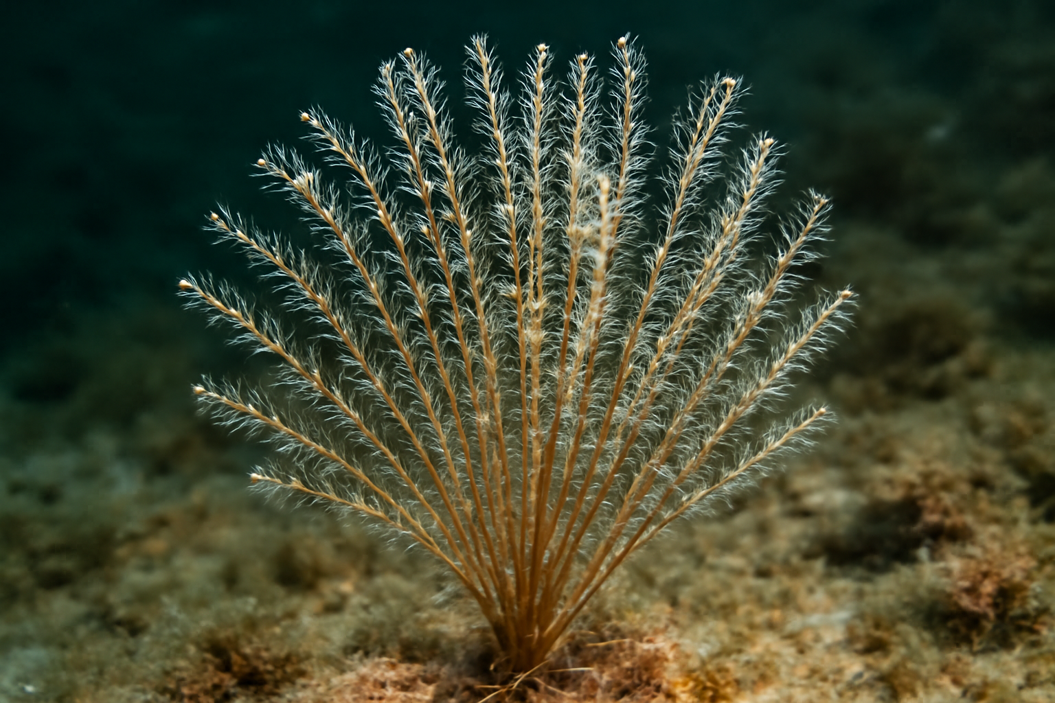 Halopteris