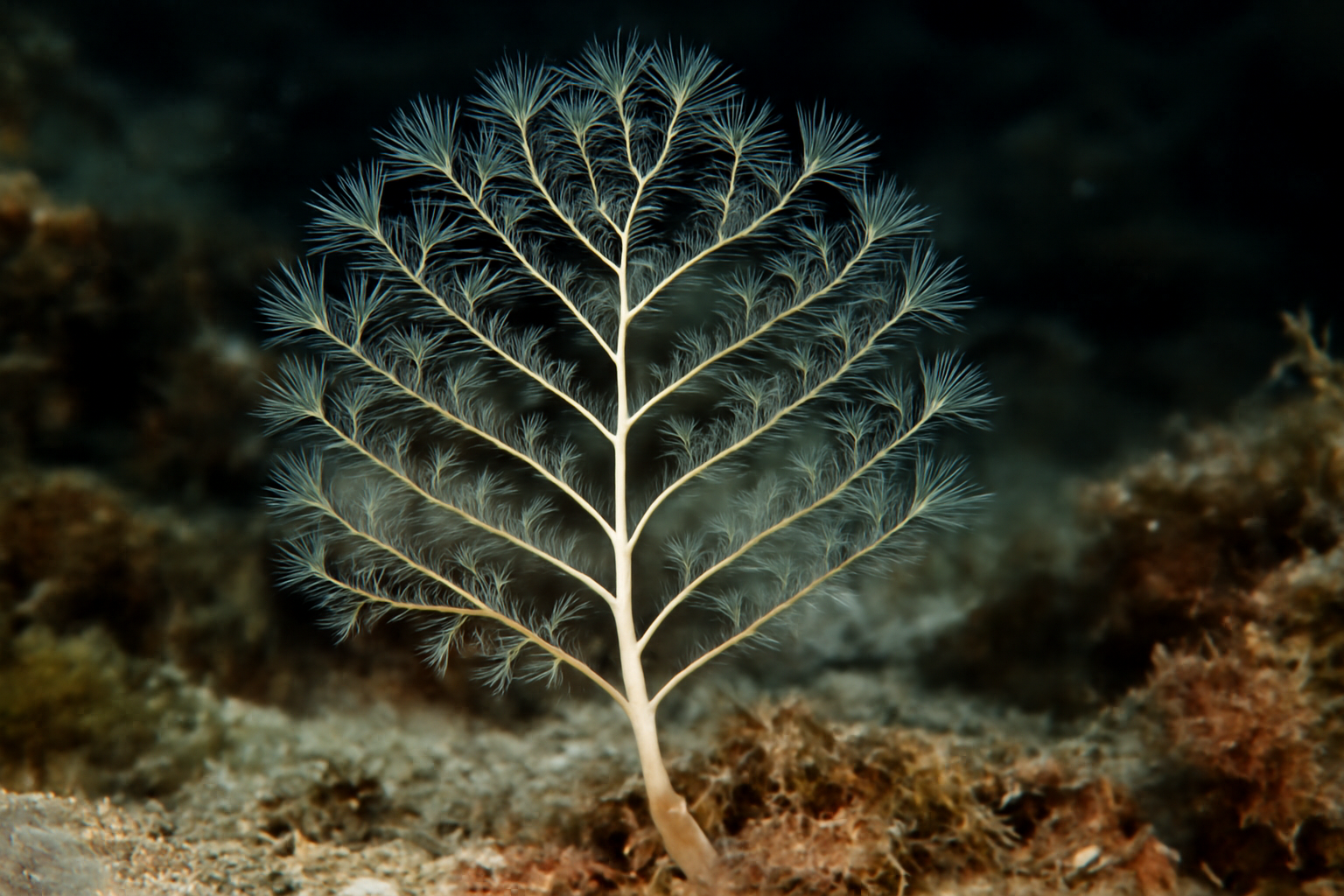 Monostaechas