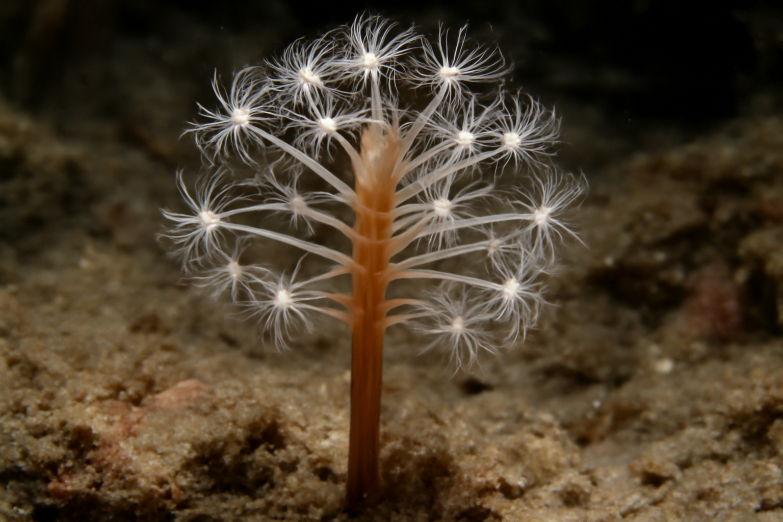 Staurotheca