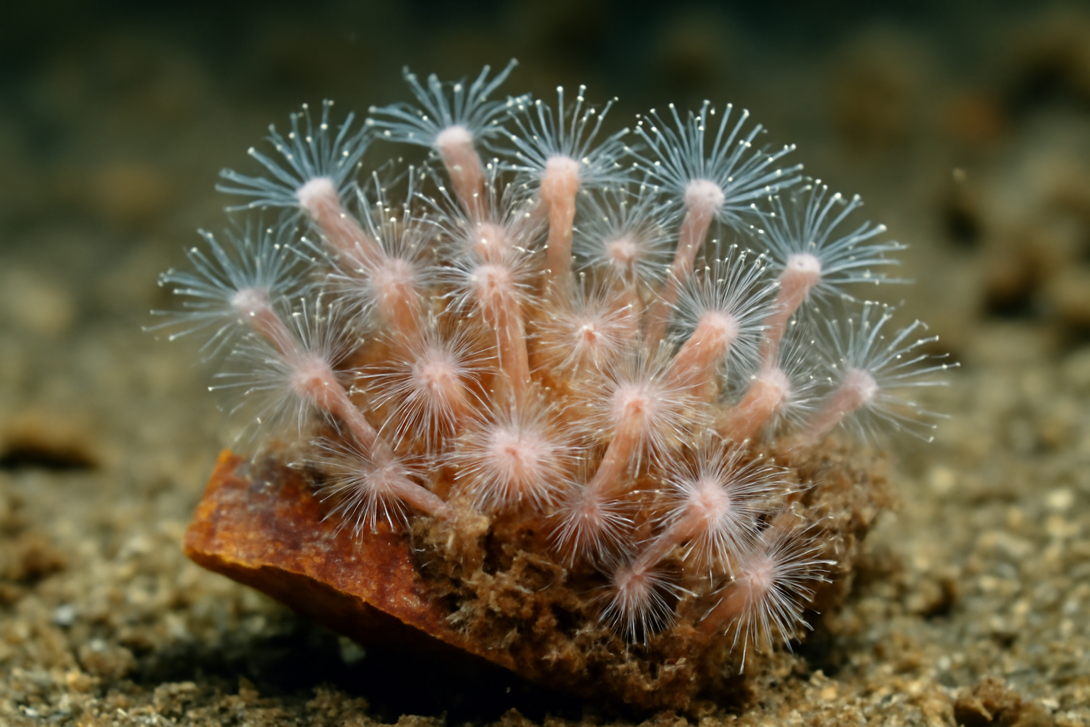 Hydractinia