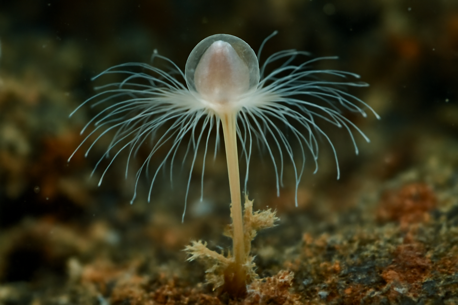 Podocoryna