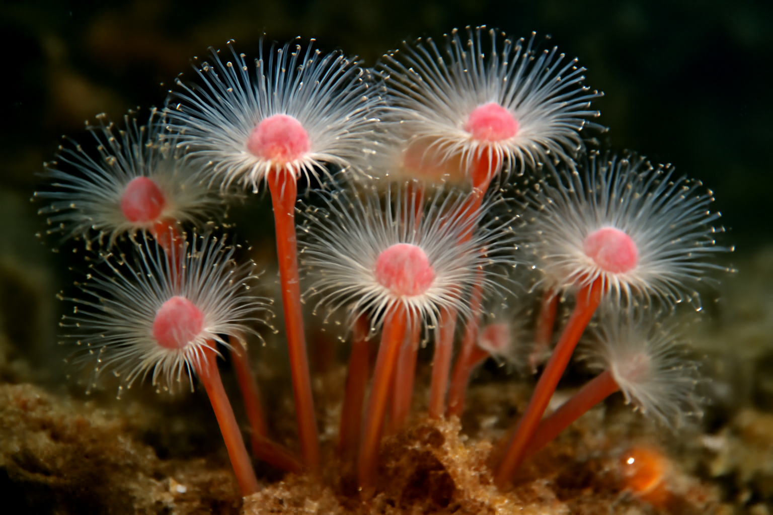 Tubularia
