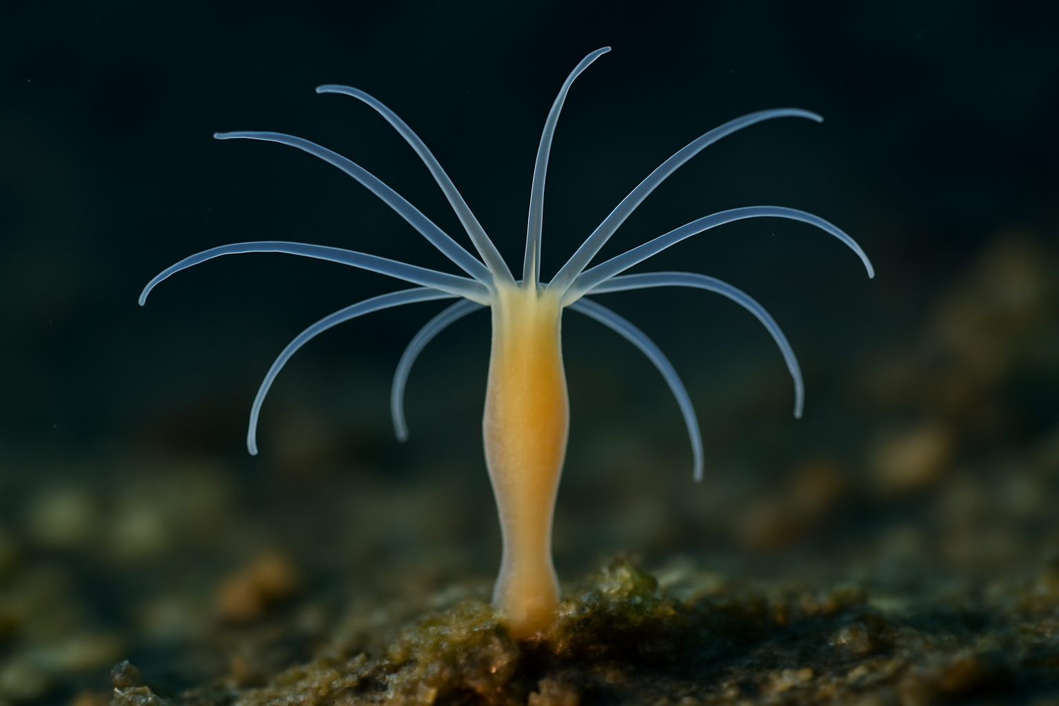 Microhydra