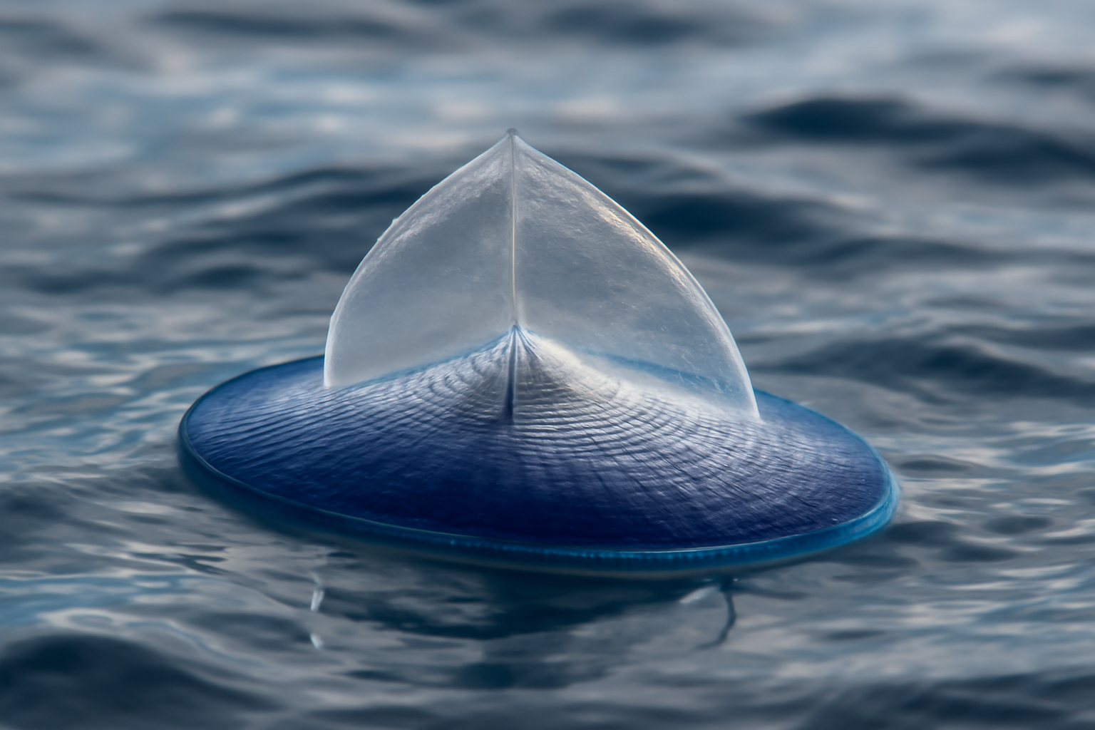 Velella