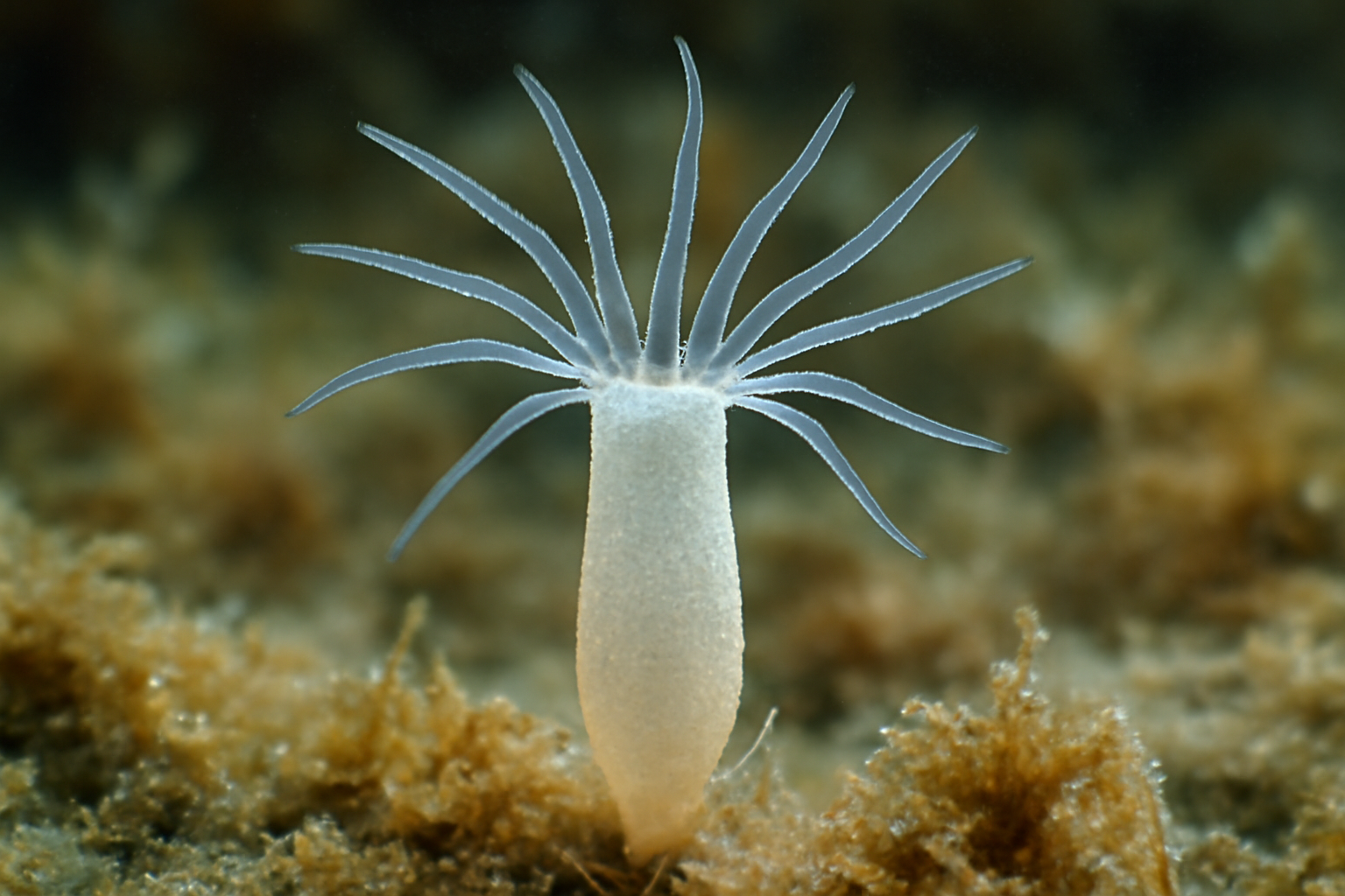Microhydrula